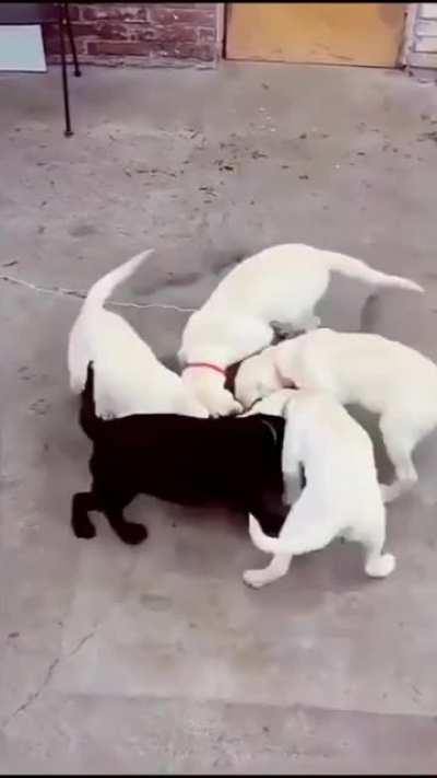 South of the equator they rotate the other direction