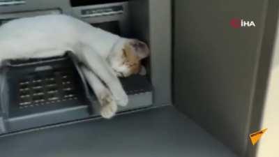 Stray cat does not allow people to use ATMs.