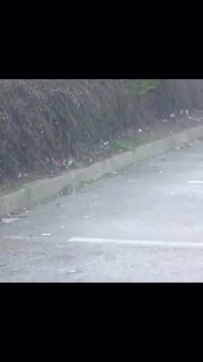 Here's why crows are considered one of smartest animals