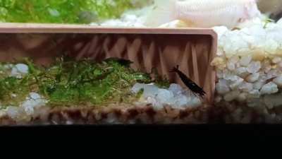 Parasite? First time seeing this. I feel so horrible for it.