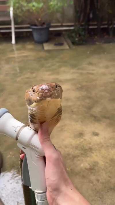 King Cobra refreshing herself