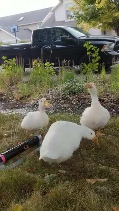 Oscillating sprinkler keeps the duckies happy.