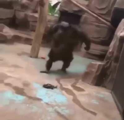 OG CONTENT QUITE PROUD