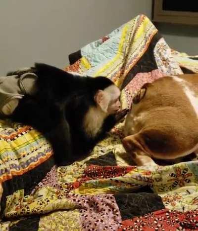 Hanginizin maymunu bu