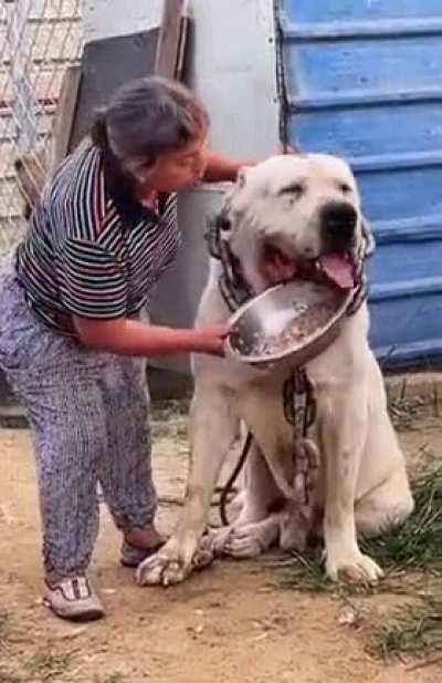 Big boi is too full from grandma's food visit.