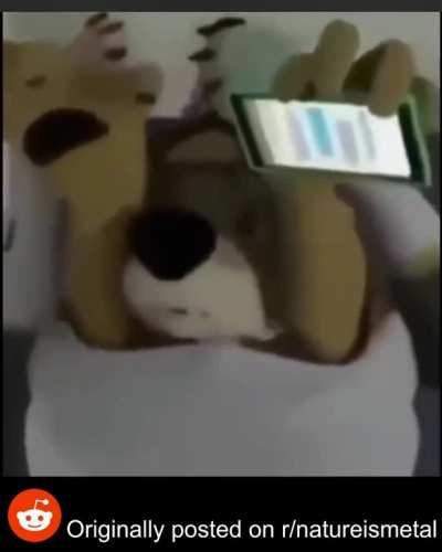 [Documentary footage] Wolf devours other wolf