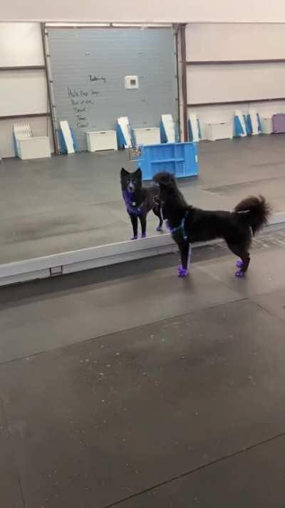 Silly pup discovers himself in the mirror