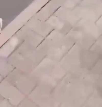 Man gives stray dog his Chicken Nuggets