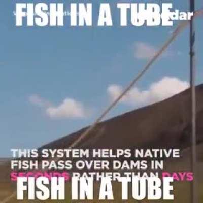 fish in a tube