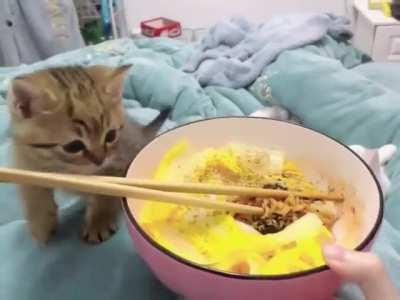 Angy kitten after failed attempt to steal the food