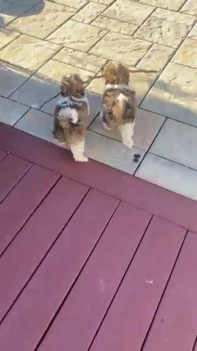These doggos sharing a stick