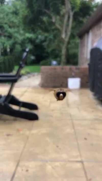 friendly Bee, Friendly welcome.