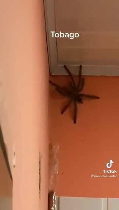 Your friendly neighborhood man sized spider