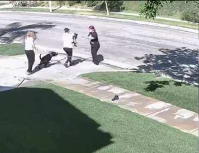 Have you ever wondered what happens when you can't control your dog and you take him on a walk?