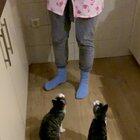 Our cats (Pim and Pom) LOVE tomato and corn!! They even do tricks by themselves for it while I’m cooking 😹