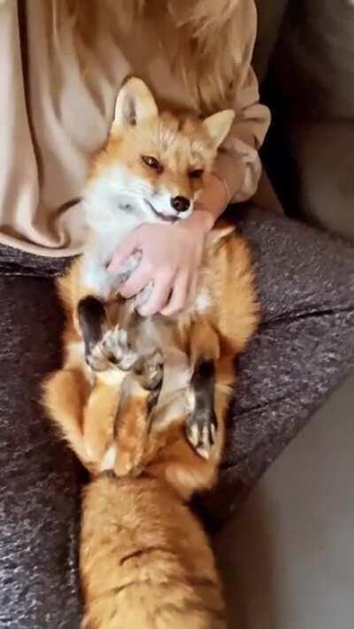 Daily Fox 107. Juniper is a happy fox