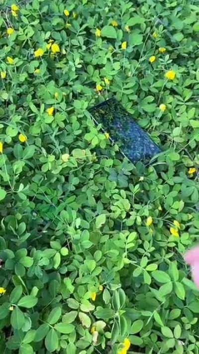 Obvious or Oblivious?