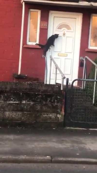 This cat trying to get someone to answer the door.
