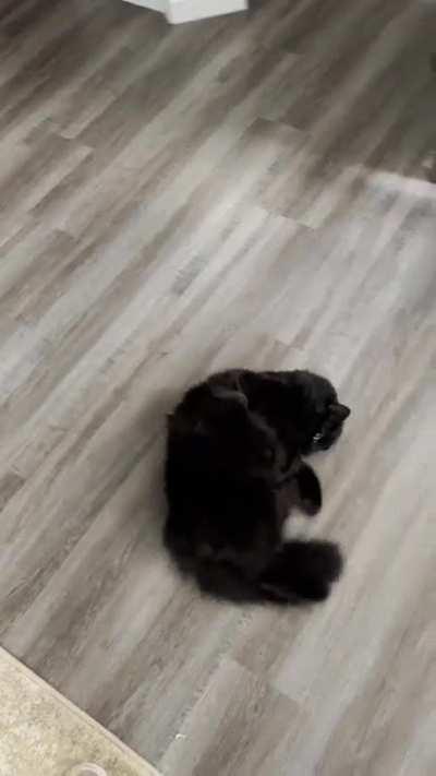 I noticed that my cat does this every time I come home from work. I call it his happy dance. Anybody else’s cat do this?