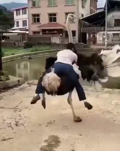 To ride an ostrich