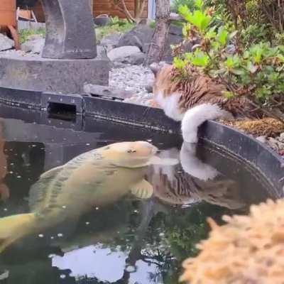 Esse gato beijou o peixe 🤢🤢🤢