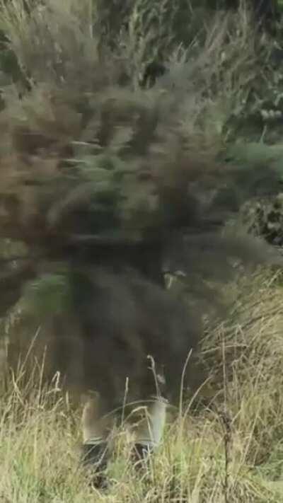 Is it a man? Or a bush?