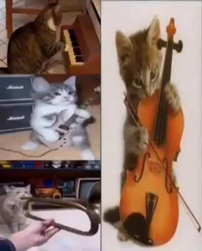 Cat orchestra 