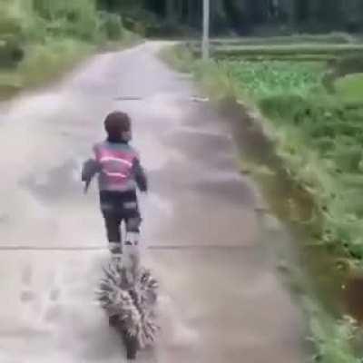 Pokémon Na Vida Real