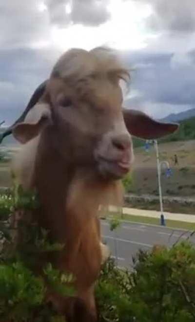 Talkative Goat