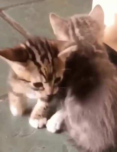 hello my little babies🥺🥰