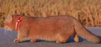 The legs are a little short