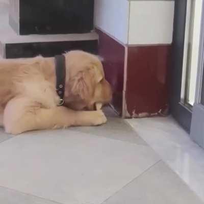 to avoid eat the chick.


