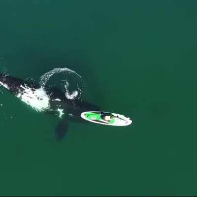 A Whale gently pushing a paddleboarder