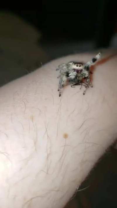 This is an jumping spooder i got with Muffin