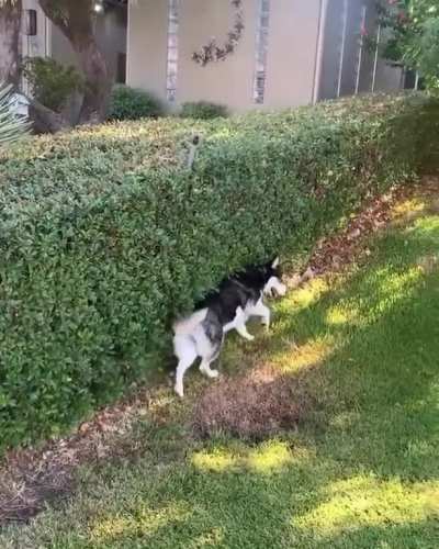 Nothing beats a good bush brush of the fur from missauroragirl on instagram