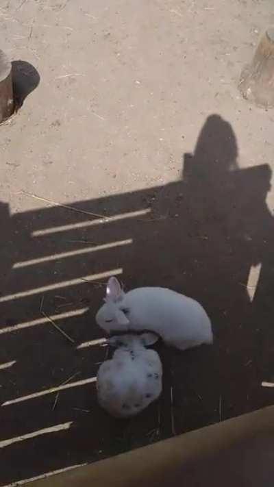 As requested, here is dumb dingus being given a silly hat.