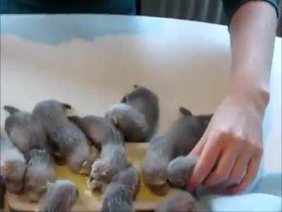 Ferret kits eating on their own for the first time [Not OC]