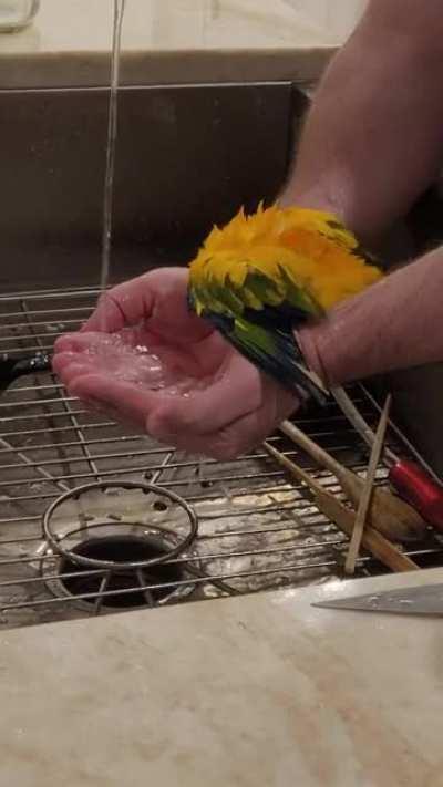 How to give bath to a bird