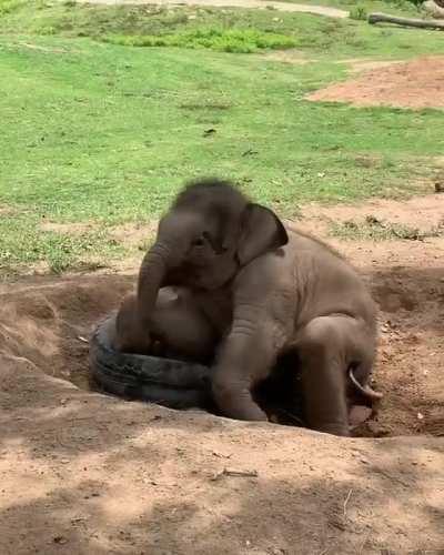 Beautiful Elephants! 💗🐘❤️