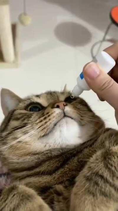 Brave kitty takes medical eye drops like a champ!