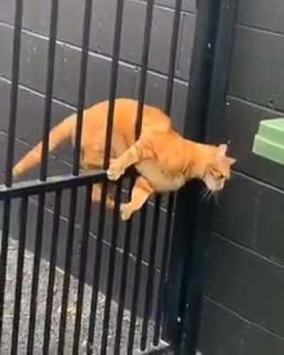 Approximation vs exact Catsolution