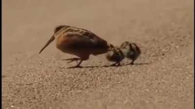 🔥 The American Hornbill luring worms 🔥