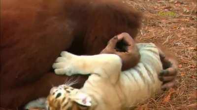 Monke love all kind, only other kind not love monke not love