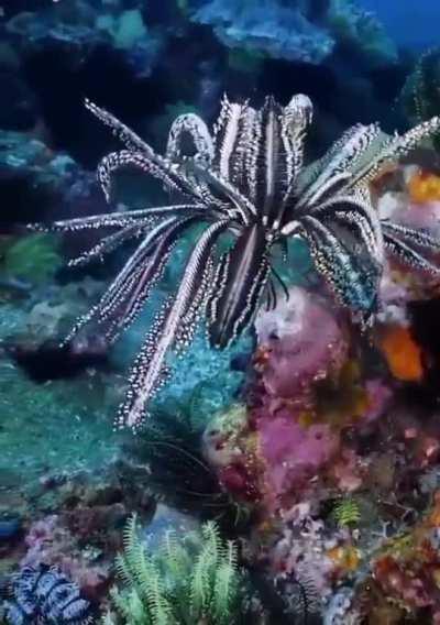 Feather Star