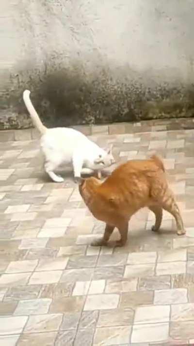 Mythical flying crab spotted