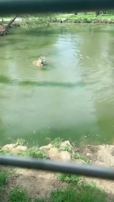 Tiger can't believe his eyes