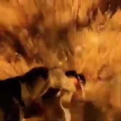 brand farming jungle