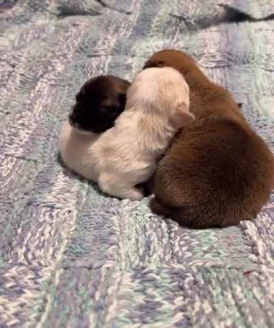 Infinity Puppy Pillow