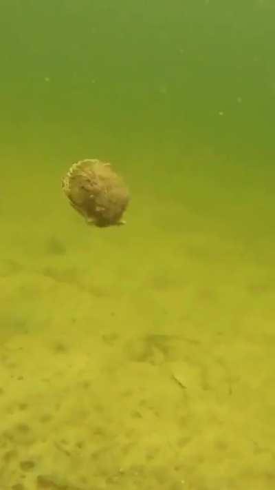 they swimming to through liquid