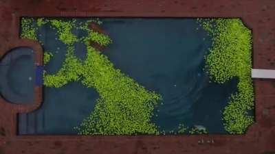 Two golden retrievers play in a pool filled with 4000 tennis balls.